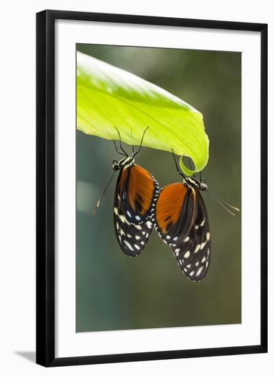 Tiger Longwing Butterfly, Costa Rica-null-Framed Photographic Print