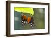 Tiger Longwing Butterfly, Costa Rica-null-Framed Photographic Print
