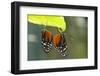 Tiger Longwing Butterfly, Costa Rica-null-Framed Photographic Print