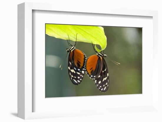 Tiger Longwing Butterfly, Costa Rica-null-Framed Photographic Print