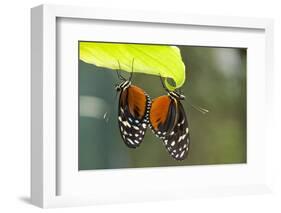 Tiger Longwing Butterfly, Costa Rica-null-Framed Photographic Print