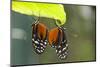 Tiger Longwing Butterfly, Costa Rica-null-Mounted Photographic Print