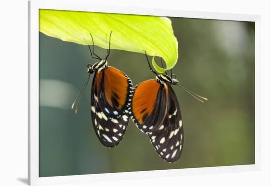 Tiger Longwing Butterfly, Costa Rica-null-Framed Photographic Print