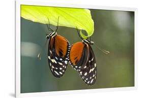 Tiger Longwing Butterfly, Costa Rica-null-Framed Photographic Print