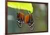 Tiger Longwing Butterfly, Costa Rica-null-Framed Photographic Print