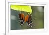 Tiger Longwing Butterfly, Costa Rica-null-Framed Photographic Print