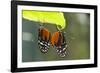 Tiger Longwing Butterfly, Costa Rica-null-Framed Photographic Print