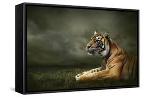 Tiger Looking And Sitting Under Dramatic Sky With Clouds-yuran-78-Framed Stretched Canvas