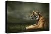 Tiger Looking And Sitting Under Dramatic Sky With Clouds-yuran-78-Stretched Canvas