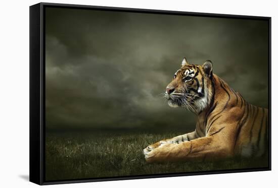 Tiger Looking And Sitting Under Dramatic Sky With Clouds-yuran-78-Framed Stretched Canvas