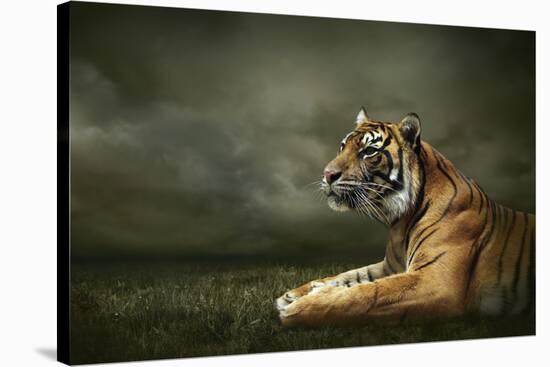 Tiger Looking And Sitting Under Dramatic Sky With Clouds-yuran-78-Stretched Canvas