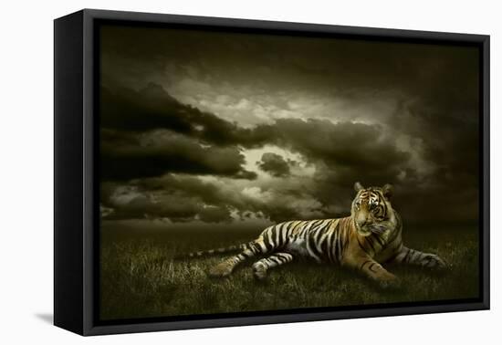 Tiger Looking And Sitting Under Dramatic Sky With Clouds-yuran-78-Framed Stretched Canvas