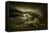 Tiger Looking And Sitting Under Dramatic Sky With Clouds-yuran-78-Framed Stretched Canvas