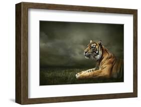 Tiger Looking And Sitting Under Dramatic Sky With Clouds-yuran-78-Framed Photographic Print