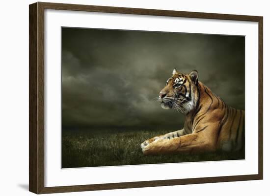 Tiger Looking And Sitting Under Dramatic Sky With Clouds-yuran-78-Framed Photographic Print