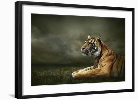 Tiger Looking And Sitting Under Dramatic Sky With Clouds-yuran-78-Framed Photographic Print