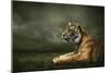 Tiger Looking And Sitting Under Dramatic Sky With Clouds-yuran-78-Mounted Photographic Print