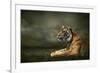 Tiger Looking And Sitting Under Dramatic Sky With Clouds-yuran-78-Framed Photographic Print