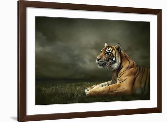 Tiger Looking And Sitting Under Dramatic Sky With Clouds-yuran-78-Framed Photographic Print