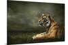 Tiger Looking And Sitting Under Dramatic Sky With Clouds-yuran-78-Mounted Photographic Print