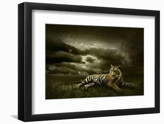 Tiger Looking And Sitting Under Dramatic Sky With Clouds-yuran-78-Framed Photographic Print