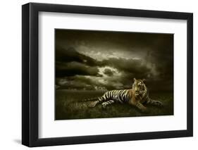 Tiger Looking And Sitting Under Dramatic Sky With Clouds-yuran-78-Framed Photographic Print