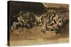 Tiger Lying Down; Tigre Couche, 1858-Eugene Delacroix-Stretched Canvas