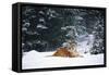 Tiger Lying in Snow Drift While Snow Falls Against a Backdrop of Evergreen Trees (Captive)-Lynn M^ Stone-Framed Stretched Canvas