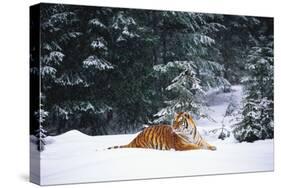 Tiger Lying in Snow Drift While Snow Falls Against a Backdrop of Evergreen Trees (Captive)-Lynn M^ Stone-Stretched Canvas