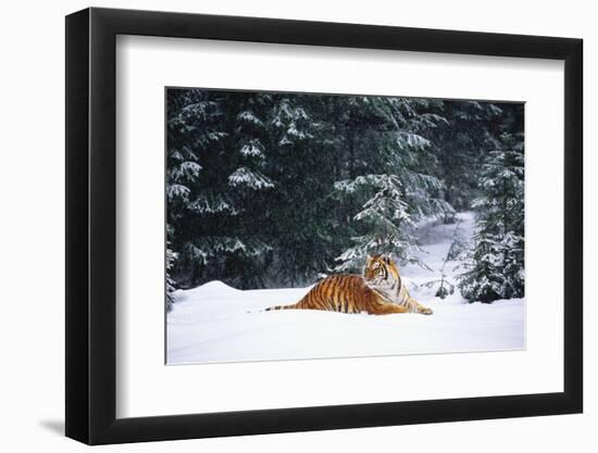 Tiger Lying in Snow Drift While Snow Falls Against a Backdrop of Evergreen Trees (Captive)-Lynn M^ Stone-Framed Photographic Print