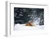 Tiger Lying in Snow Drift While Snow Falls Against a Backdrop of Evergreen Trees (Captive)-Lynn M^ Stone-Framed Photographic Print