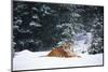 Tiger Lying in Snow Drift While Snow Falls Against a Backdrop of Evergreen Trees (Captive)-Lynn M^ Stone-Mounted Photographic Print