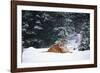 Tiger Lying in Snow Drift While Snow Falls Against a Backdrop of Evergreen Trees (Captive)-Lynn M^ Stone-Framed Photographic Print