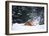 Tiger Lying in Snow Drift While Snow Falls Against a Backdrop of Evergreen Trees (Captive)-Lynn M^ Stone-Framed Photographic Print