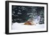 Tiger Lying in Snow Drift While Snow Falls Against a Backdrop of Evergreen Trees (Captive)-Lynn M^ Stone-Framed Photographic Print