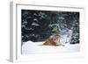 Tiger Lying in Snow Drift While Snow Falls Against a Backdrop of Evergreen Trees (Captive)-Lynn M^ Stone-Framed Photographic Print
