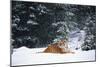 Tiger Lying in Snow Drift While Snow Falls Against a Backdrop of Evergreen Trees (Captive)-Lynn M^ Stone-Mounted Photographic Print