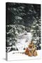 Tiger Lying in Snow During Snow Storm in Spruce Forest (Captive Animal)-Lynn M^ Stone-Stretched Canvas