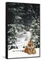 Tiger Lying in Snow During Snow Storm in Spruce Forest (Captive Animal)-Lynn M^ Stone-Framed Stretched Canvas