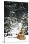 Tiger Lying in Snow During Snow Storm in Spruce Forest (Captive Animal)-Lynn M^ Stone-Stretched Canvas