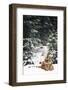 Tiger Lying in Snow During Snow Storm in Spruce Forest (Captive Animal)-Lynn M^ Stone-Framed Photographic Print