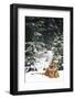 Tiger Lying in Snow During Snow Storm in Spruce Forest (Captive Animal)-Lynn M^ Stone-Framed Photographic Print