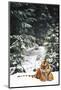 Tiger Lying in Snow During Snow Storm in Spruce Forest (Captive Animal)-Lynn M^ Stone-Mounted Photographic Print