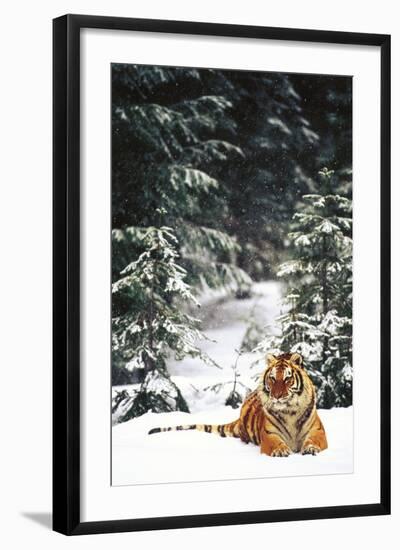 Tiger Lying in Snow During Snow Storm in Spruce Forest (Captive Animal)-Lynn M^ Stone-Framed Photographic Print