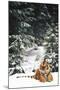 Tiger Lying in Snow During Snow Storm in Spruce Forest (Captive Animal)-Lynn M^ Stone-Mounted Photographic Print