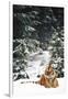 Tiger Lying in Snow During Snow Storm in Spruce Forest (Captive Animal)-Lynn M^ Stone-Framed Photographic Print