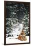 Tiger Lying in Snow During Snow Storm in Spruce Forest (Captive Animal)-Lynn M^ Stone-Framed Photographic Print