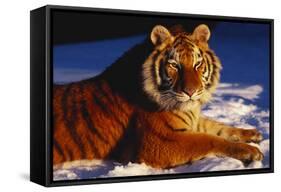 Tiger Lying in Snow in Late Afternoon Light (Captive)-Lynn M^ Stone-Framed Stretched Canvas
