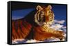 Tiger Lying in Snow in Late Afternoon Light (Captive)-Lynn M^ Stone-Framed Stretched Canvas