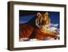Tiger Lying in Snow in Late Afternoon Light (Captive)-Lynn M^ Stone-Framed Photographic Print
